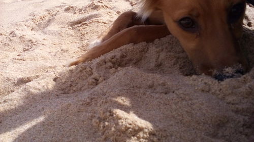 Dog lying on ground