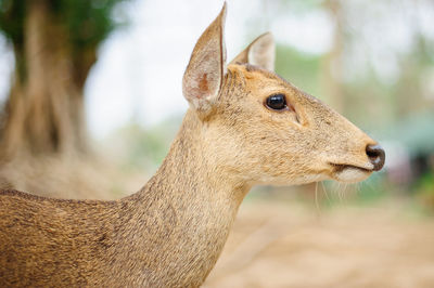 Cute little brown deer