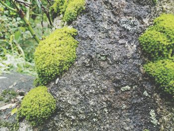 Close-up of lichen on tree trunk