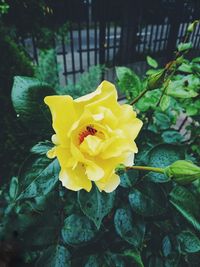 Close-up of yellow flower