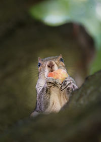 Close-up of squirrel in tree  eating apple