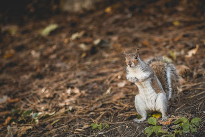 High angle view of squirrel on land