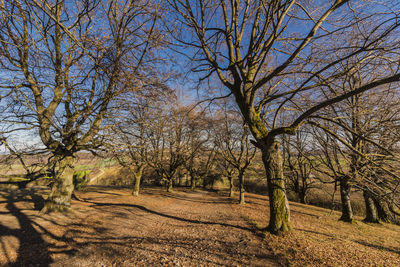 Bare trees on field against sky