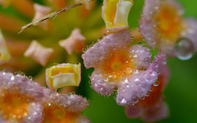 Close-up of wet purple flowering plant