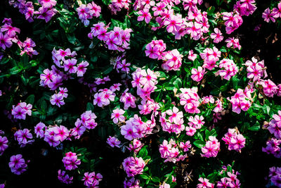 High angle view of pink flowering plants