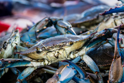 Close-up of crab