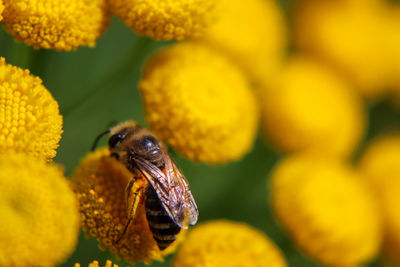 Close-up of insect on yellow flower bee
