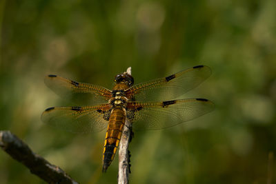 dragonflies and damseflies