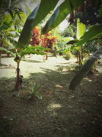 Plants growing on field