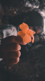 Close-up of hand holding orange flower