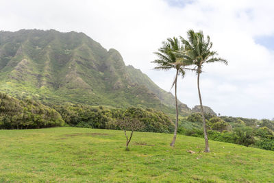 Scenic view of palm trees on landscape against sky