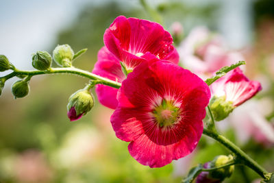Close-up of red flowering plant in park