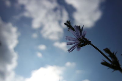 Low angle view of purple flowering plant against sky