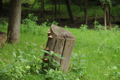 Wooden logs on field