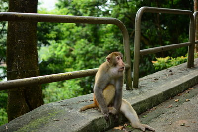 Monkey sitting on tree