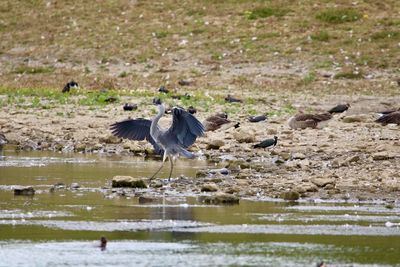 Young grey heron on lakeshore