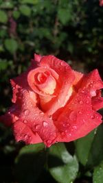 Close-up of wet red rose blooming outdoors