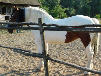 Horse standing on field against sky