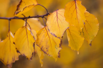 Close-up of yellow maple leaves