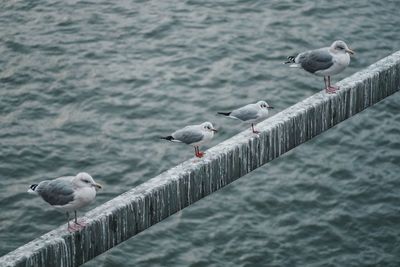 Seagulls perching on retaining wall by lake