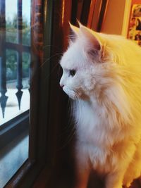 Close-up of cat looking through window at home