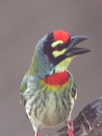 Close-up of bird on branch
