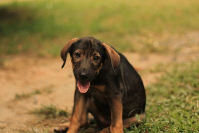 Portrait of dog on field