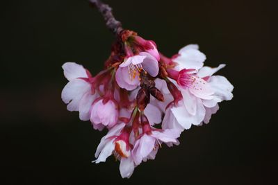 Close-up of pink flowers