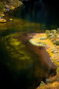 Scenic view of lake in forest