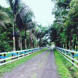 Road passing through forest