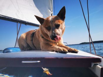 View of a dog on boat