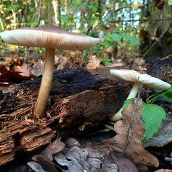 Mushrooms growing in forest