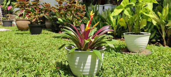 Close-up of potted plants in yard