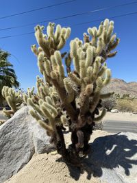 Cactus growing in desert against clear blue sky