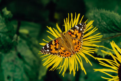 Close-up of butterfly pollinating on yellow flower