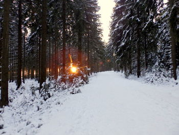 Snow covered trees in winter