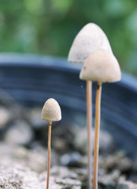 Close-up of mushroom growing on field