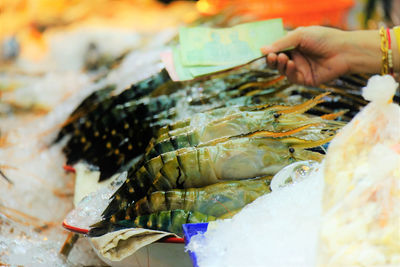 Closeup hand dealing the big river prawn on market