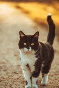 Close-up portrait of cat standing outdoors