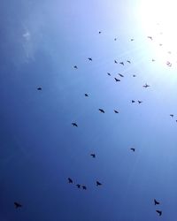 Low angle view of birds flying against blue sky