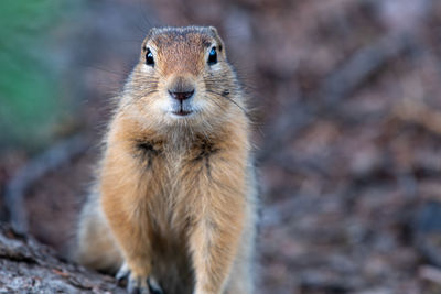Close-up of squirrel