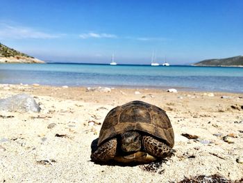 Close-up of tortoise on beach against sky