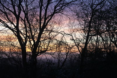 Silhouette of trees at sunset