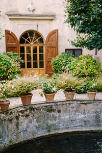 Low angle view of potted plants against building