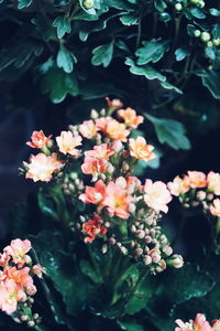 Close-up high angle view of pink flowers