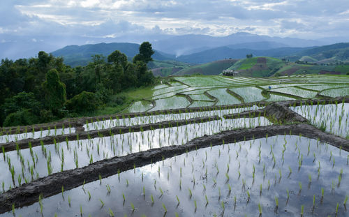 Scenic view of rice field against sky