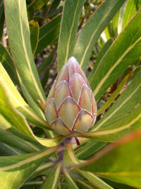 Close-up of green plant