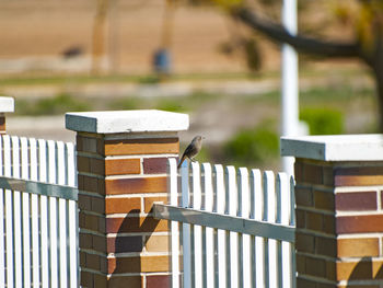 Close-up of bird perching on wood against blurred background