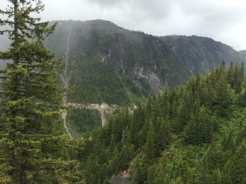 Plants growing on rocky mountains against sky