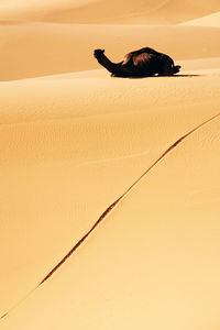 Camel sitting on desert